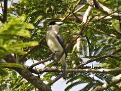Pachyramphus rufus