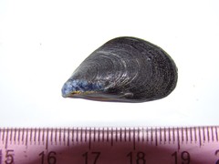 Mytilus planulatus