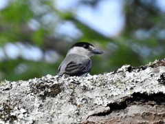 Pachyramphus rufus
