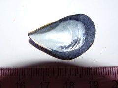 Mytilus planulatus
