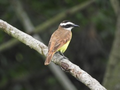 Pitangus sulphuratus