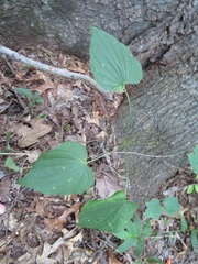 Dioscorea villosa