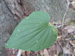 Dioscorea villosa