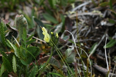 Oxytropis maydelliana