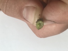 Oxytropis huddelsonii