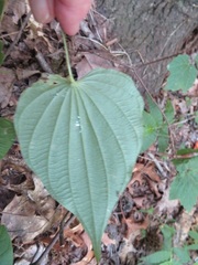 Dioscorea villosa