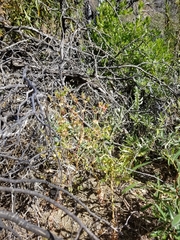 Euphorbia crenulata