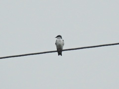 Tachycineta albiventer