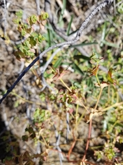Euphorbia crenulata