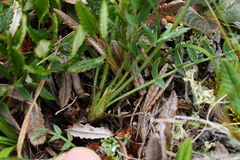 Oxytropis maydelliana