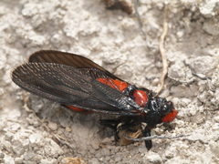 Huechys sanguinea
