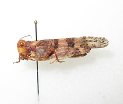 Trimerotropis pseudofasciata