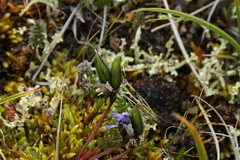 Oxytropis scammaniana