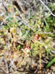 Euphorbia crenulata