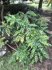 Ophiopogon japonicus