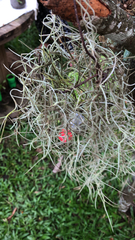 Diaphoranthema