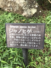 Ophiopogon japonicus