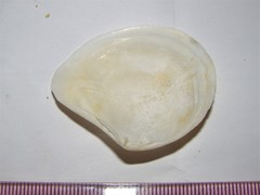 Macomona liliana