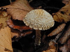 Lacrymaria asperospora