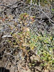 Euphorbia crenulata