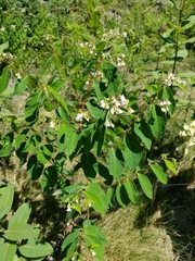 Apocynum androsaemifolium image