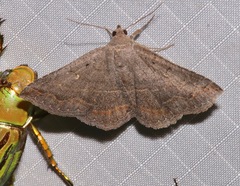 Lesmone griseipennis