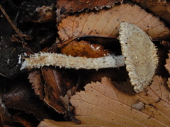 Lacrymaria asperospora