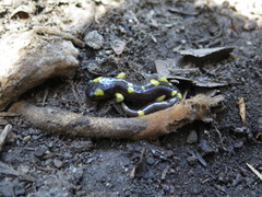 Ensatina eschscholtzii croceater