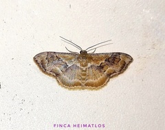 Leptostales adela