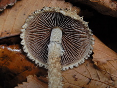 Lacrymaria asperospora