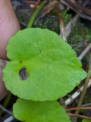 Viola orbiculata