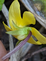Viola orbiculata