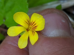 Viola orbiculata