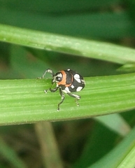 Copturus aurivillianus