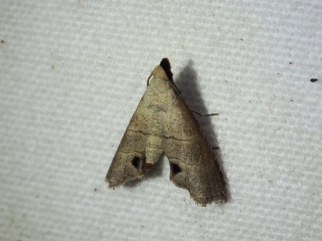 Lambana lebana