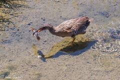 Gillichthys mirabilis