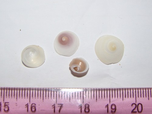 Sigapatella tenuis