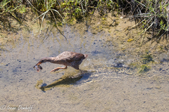 Gillichthys mirabilis
