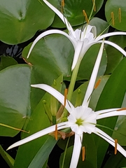 Hymenocallis choctawensis