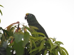 Amazona ochrocephala