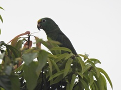Amazona ochrocephala