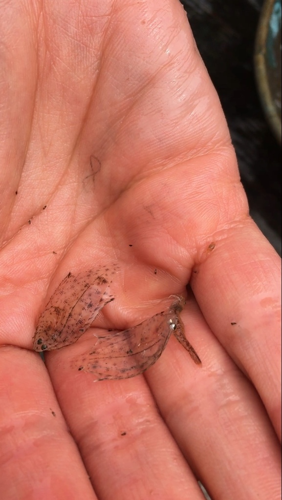 Mottled sanddab (Citharichthys sordidus) — Paralichthyidae