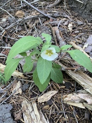 Leucophysalis nana