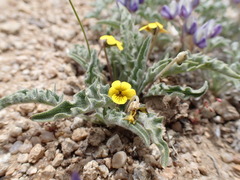 Viola pinetorum grisea