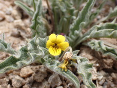 Viola pinetorum grisea