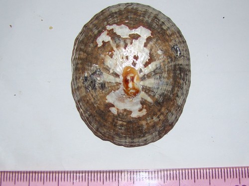 Cellana stellifera
