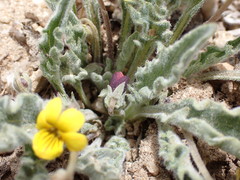 Viola pinetorum grisea