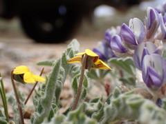 Viola pinetorum grisea