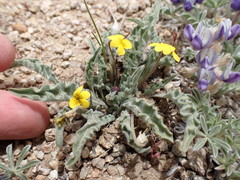 Viola pinetorum grisea