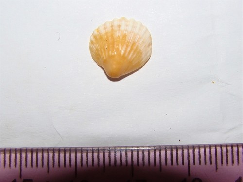 Pleuromeris zelandica